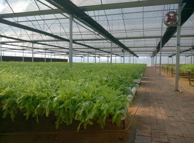 福建水培设施业务承接NFT无土栽培规划设计及信息技术开发