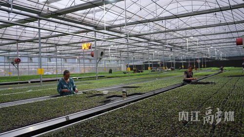 威远县智能育苗 信息技术驱动农业增收致富新路径