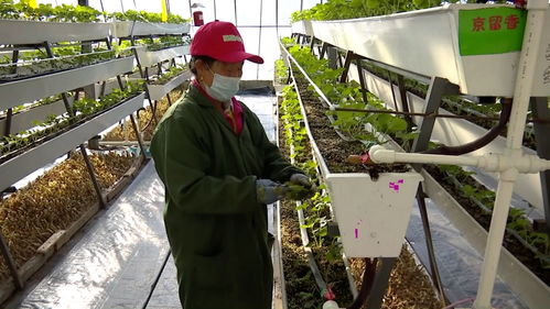 科技草莓香飘同江，智慧农业助农增收谱新篇