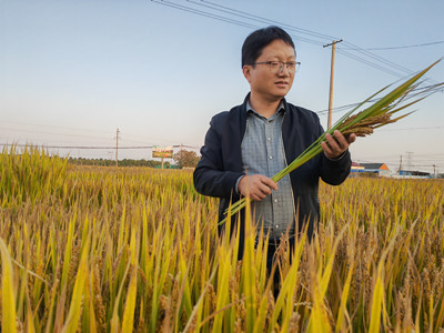 聚焦二十大 科技自强驱动种业革新——信息技术在丰乐种业的深度应用引发热烈反响