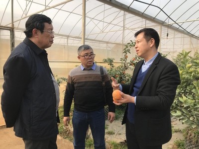 小柑桔撬动大帮扶 信息技术如何赋能乡村产业振兴