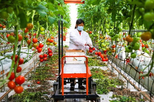 科技赋能大兴菜篮子 信息技术开发助力小番茄成就强农产业大文章