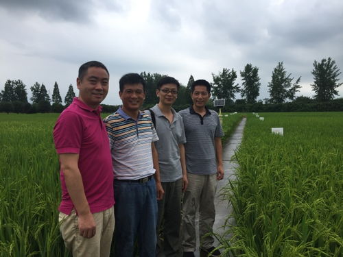 立秋时节农事紧 中稻田间管理须加强