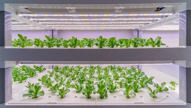 农业变酷 拼多多如何助力前沿科技“撒向”田间地头