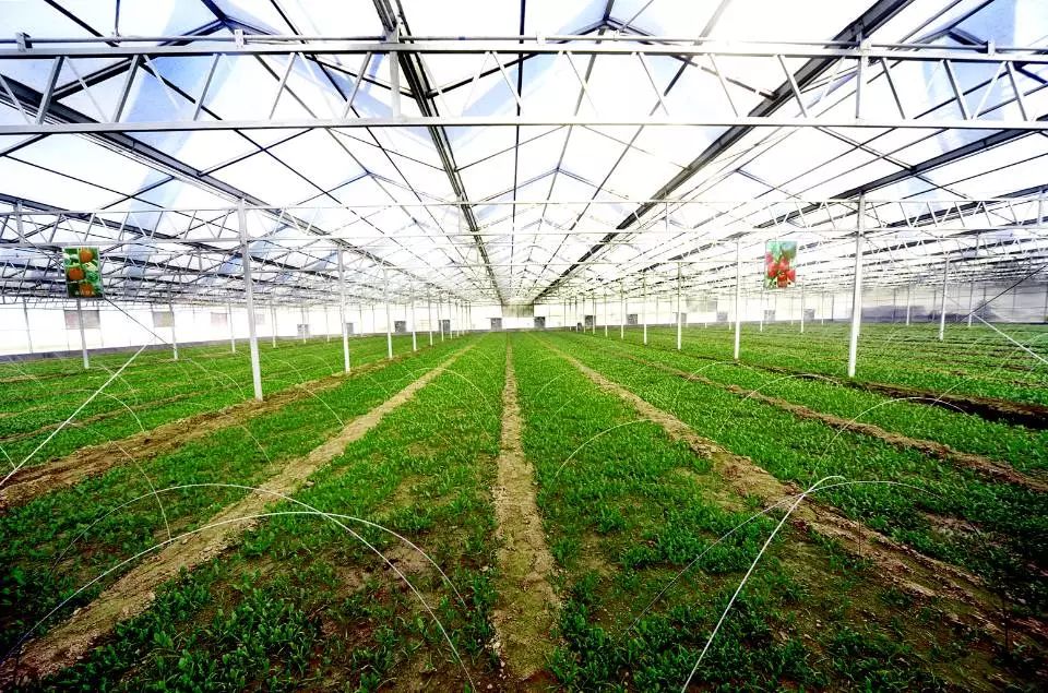 首批省示范!沛县5家农业产业化联合体以科技引领现代农业新篇章