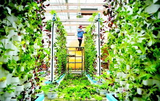 示范园里春意盎然 农业科技引领现代农业新篇章