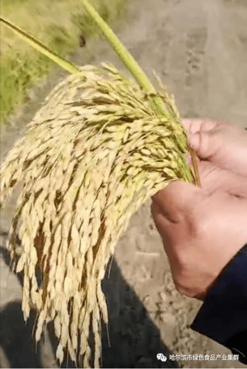 量子科技赋能绿色农业 延寿农民石普东的创新实践