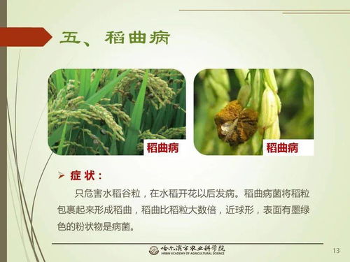 党建引领谋发展 科技助农备春耕 网络课堂 水稻常见病虫害的识别与防治 一 水稻病害